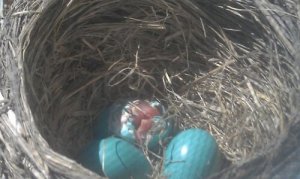 We got to observe this baby robin cracking out of its egg.