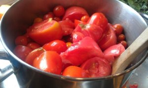 Tomatoes ready to be made into sauce